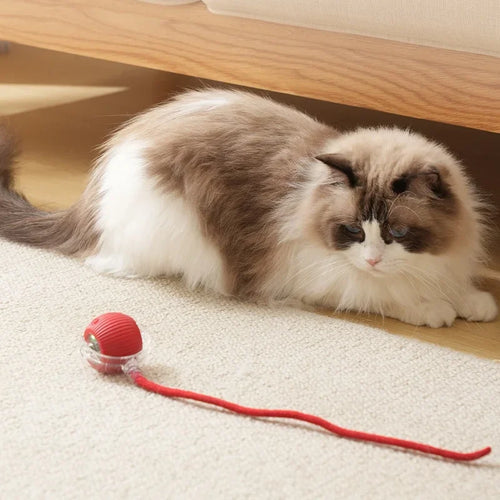 1~3 Stück Katzen interaktives Ballspielzeug Automatisch rollendes Ballschwanz Wiederaufladbares intelligentes Haustier elektrisches Spielzeug Hund Katze Trainingsmaus imitieren